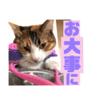 リコにゃんスタンプ2（個別スタンプ：22）