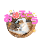 リコにゃんスタンプ2（個別スタンプ：23）