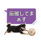 黒柴犬 の♡メッセージ♡スタンプ03 豆柴（個別スタンプ：15）