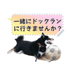 黒柴犬 の♡メッセージ♡スタンプ03 豆柴（個別スタンプ：21）