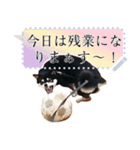 黒柴犬 の♡メッセージ♡スタンプ03 豆柴（個別スタンプ：24）