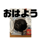 ラスタ＆ケビン‼️（個別スタンプ：1）