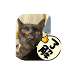 ラスタ＆ケビン‼️（個別スタンプ：3）