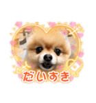 ポメラニアンのみる君です②（個別スタンプ：2）
