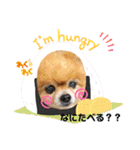 ポメラニアンのみる君です②（個別スタンプ：3）