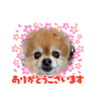 ポメラニアンのみる君です②（個別スタンプ：7）