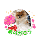 ポメラニアンのみる君です②（個別スタンプ：9）