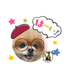 ポメラニアンのみる君です②（個別スタンプ：12）