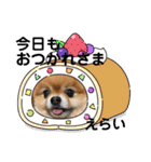 ポメラニアンのみる君です②（個別スタンプ：17）