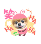 ポメラニアンのみる君です②（個別スタンプ：22）