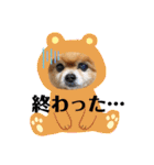 ポメラニアンのみる君です②（個別スタンプ：24）