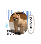ポメラニアンのみる君です②（個別スタンプ：30）