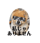 ポメラニアンのみる君です②（個別スタンプ：31）