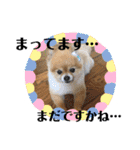 ポメラニアンのみる君です②（個別スタンプ：32）