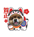 ポメラニアンのみる君です②（個別スタンプ：33）