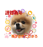 ポメラニアンのみる君です②（個別スタンプ：34）