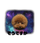 ポメラニアンのみる君です②（個別スタンプ：40）