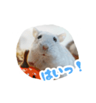 はむずだよ3（個別スタンプ：1）
