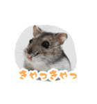 はむずだよ3（個別スタンプ：13）