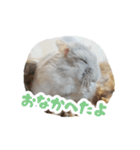 はむずだよ3（個別スタンプ：14）