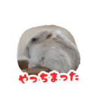はむずだよ3（個別スタンプ：16）