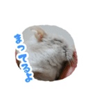 はむずだよ3（個別スタンプ：22）