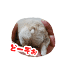 はむずだよ3（個別スタンプ：23）