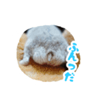 はむずだよ3（個別スタンプ：24）
