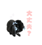 あずき_2（個別スタンプ：1）