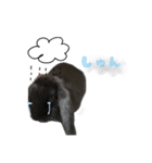 あずき_2（個別スタンプ：5）