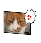 ネコで返事（個別スタンプ：1）
