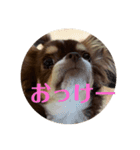 イヌ三昧ver13（個別スタンプ：4）