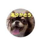 イヌ三昧ver13（個別スタンプ：6）