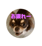 イヌ三昧ver13（個別スタンプ：8）
