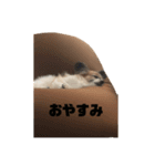 人間みたいなわんこ そら①（個別スタンプ：1）