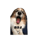 人間みたいなわんこ そら①（個別スタンプ：2）