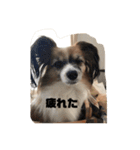 人間みたいなわんこ そら①（個別スタンプ：5）