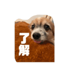 人間みたいなわんこ そら①（個別スタンプ：7）
