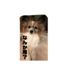 人間みたいなわんこ そら①（個別スタンプ：8）