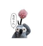 おれたちヨウム（個別スタンプ：2）