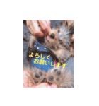 ヨークシャーテリア 仕事で使える（個別スタンプ：2）