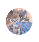 ヨークシャーテリア 仕事で使える（個別スタンプ：5）