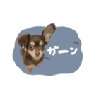 ♡おまめちゃん（個別スタンプ：3）