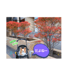 ぱぴぱぴパピヨン51（個別スタンプ：11）