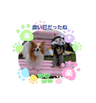 ぱぴぱぴパピヨン51（個別スタンプ：13）