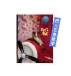 ぱぴぱぴパピヨン51（個別スタンプ：15）
