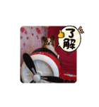 ぱぴぱぴパピヨン51（個別スタンプ：16）