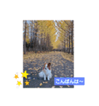 ぱぴぱぴパピヨン51（個別スタンプ：24）