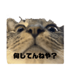 俺、わさび2（個別スタンプ：3）