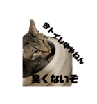 俺、わさび2（個別スタンプ：15）